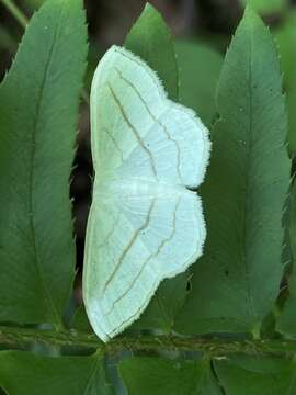 Image of Scopula ordinata Walker 1861