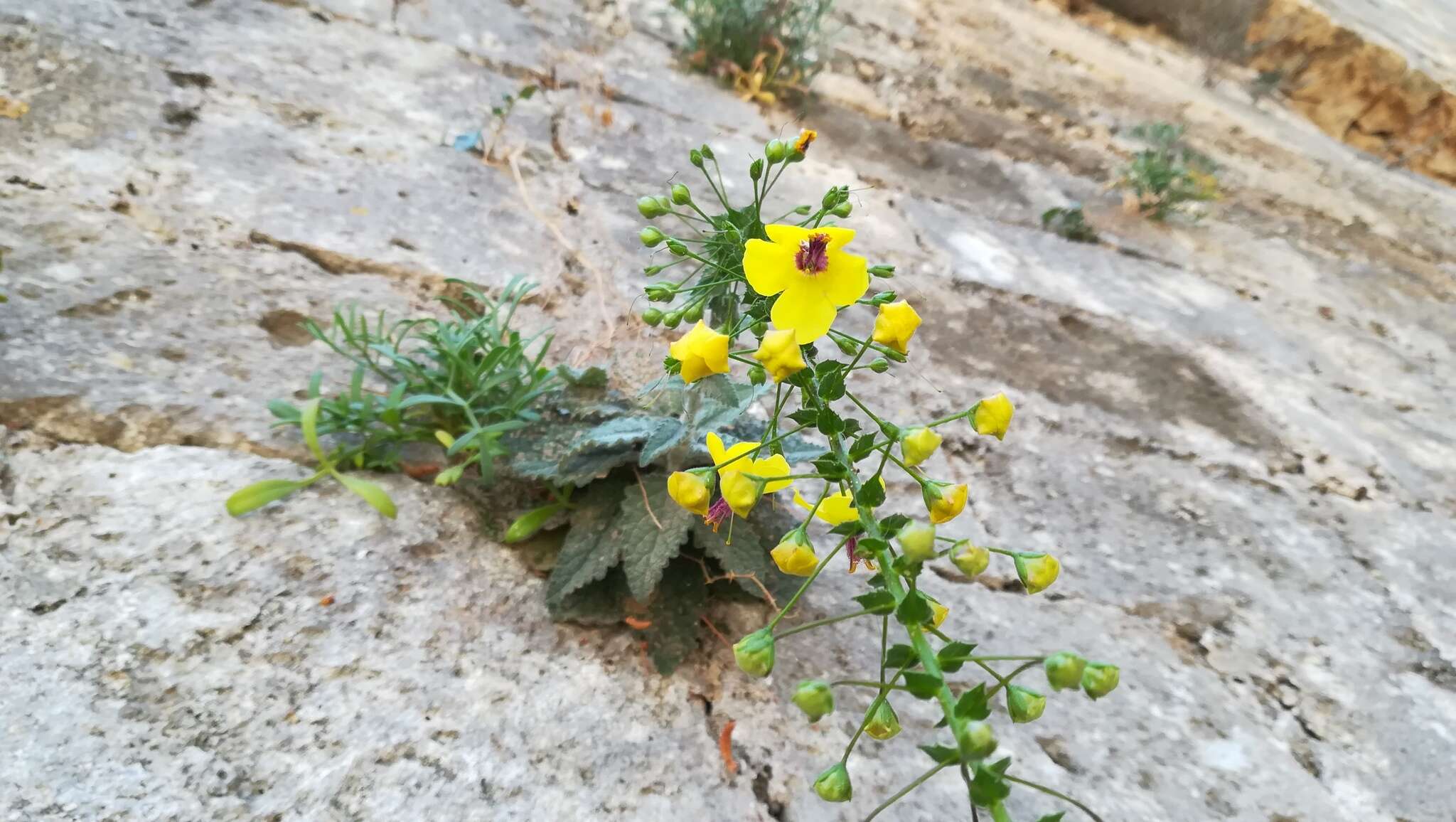 Image of Verbascum arcturus L.