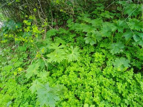 Image of Aconitum leucostomum Vorosh.