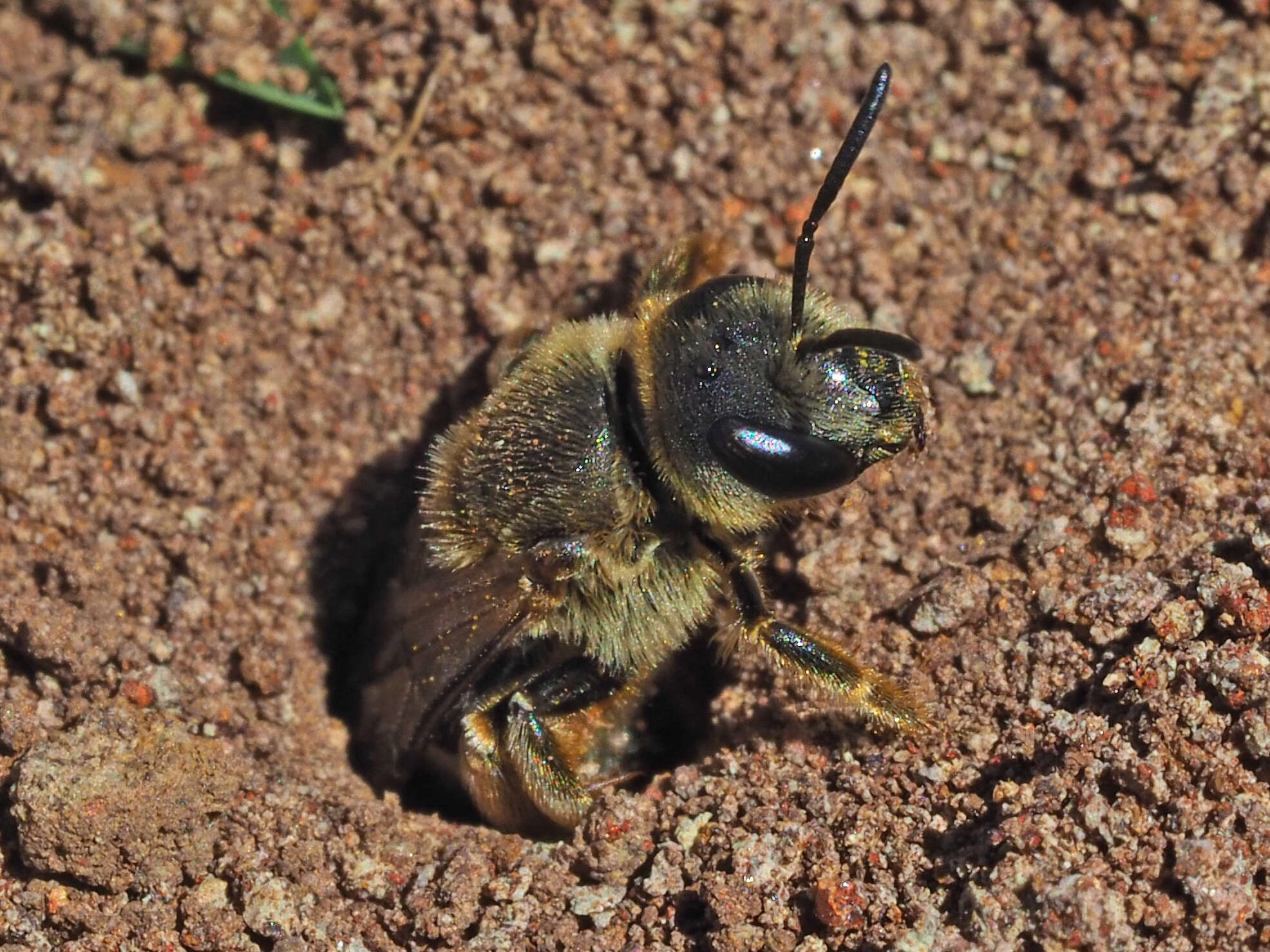 Sivun Halictus fulvipes (Klug 1817) kuva