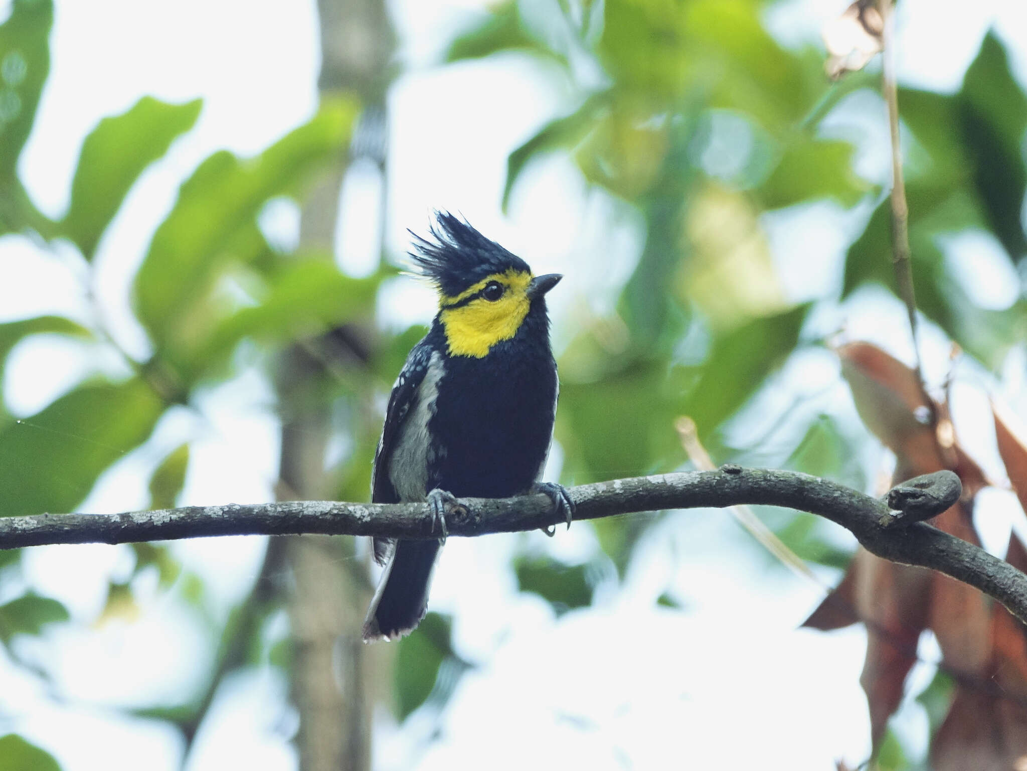 Image of Yellow-cheeked Tit