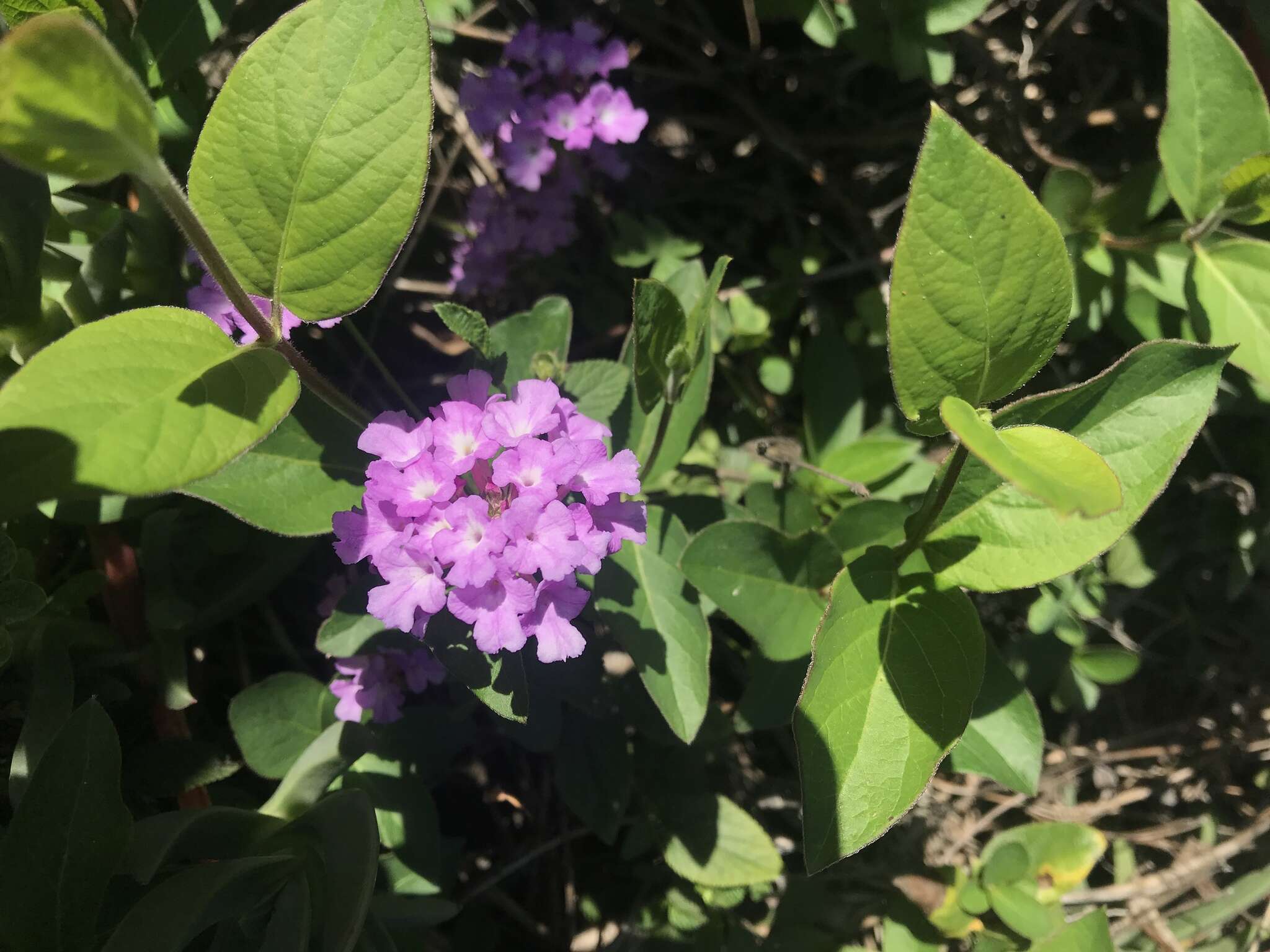 Image of trailing shrubverbena