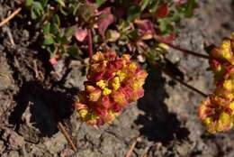 Image of sulphur-flower buckwheat