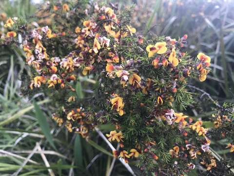 Слика од Pultenaea juniperina Labill.