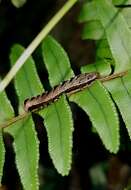 Image of Cutworm