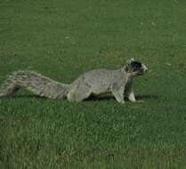 Image of Sciurus niger niger Linnaeus 1758