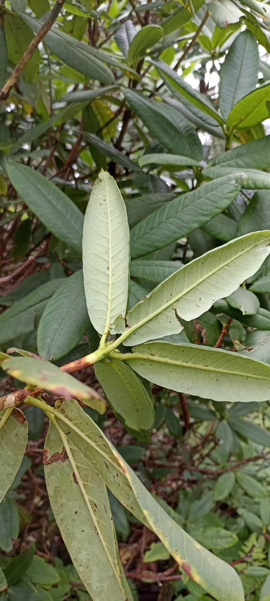 Image of Rhododendron barbatum Wall. ex G. Don