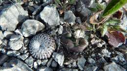 Image of Turbinicarpus pseudopectinatus (Backeb.) Glass & R. A. Foster