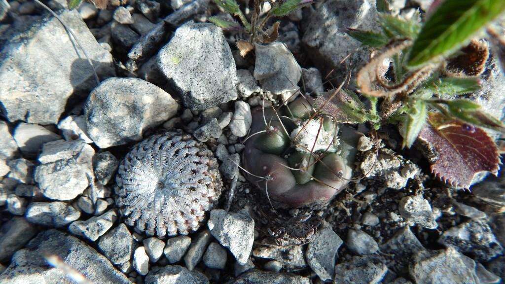 Image of Turbinicarpus pseudopectinatus (Backeb.) Glass & R. A. Foster