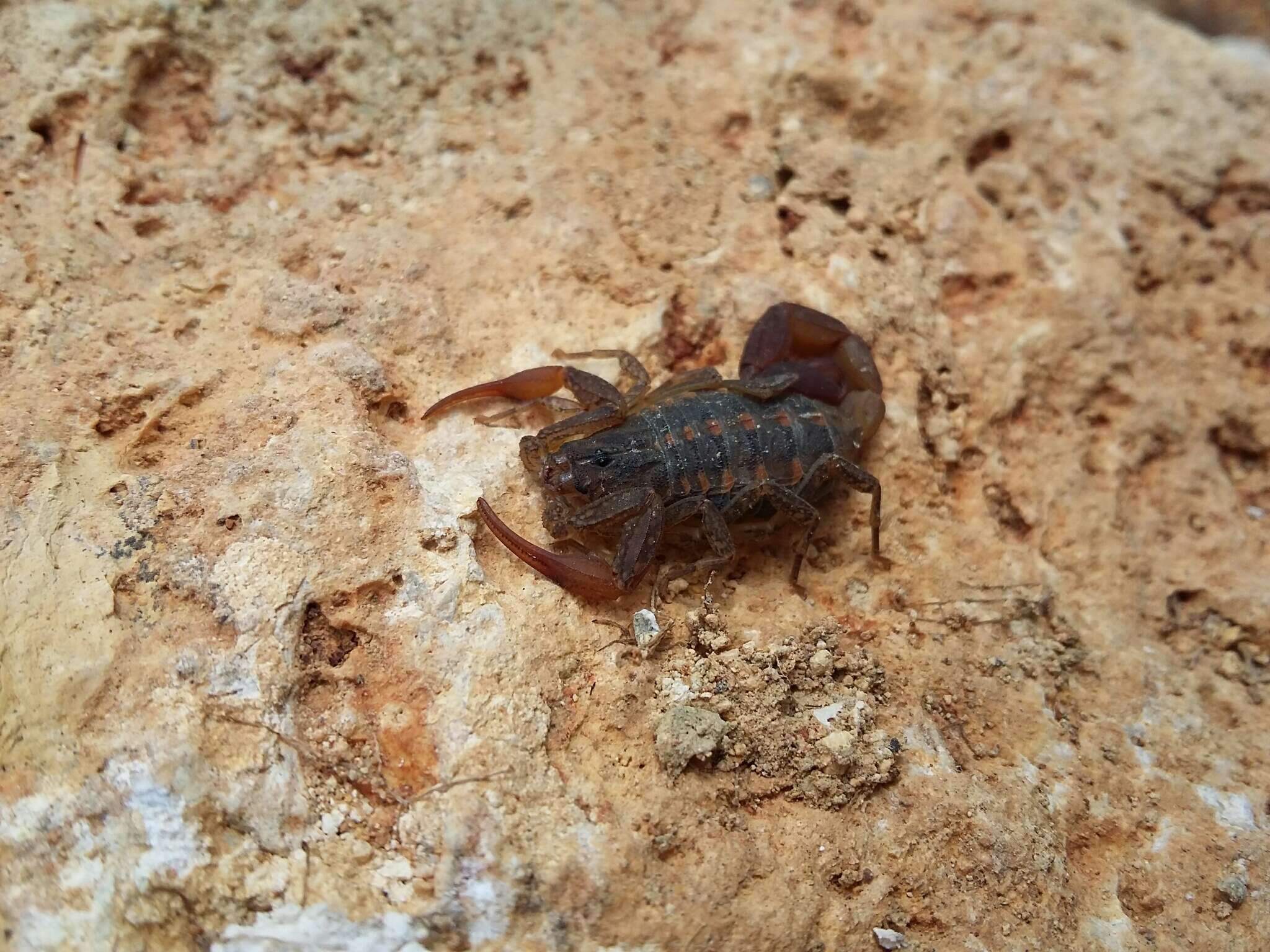 Image of Centruroides rodolfoi Santibanez-Lopez & Contreras-Felix 2013