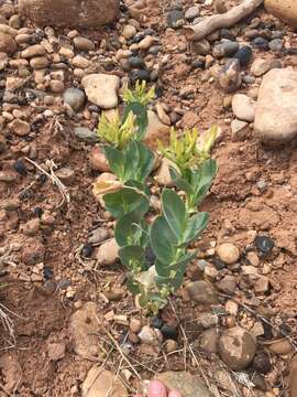 Image of milkweed milkvetch