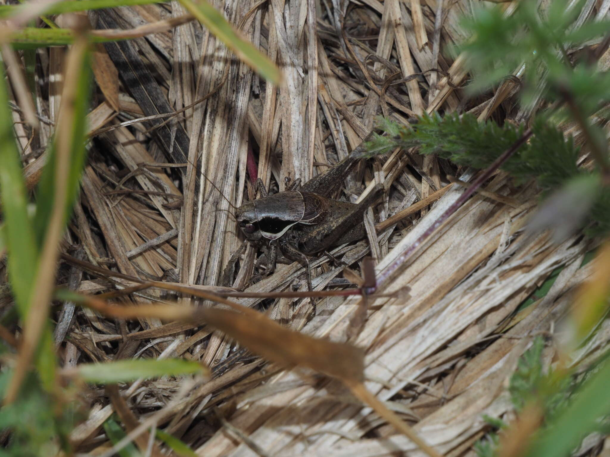 Image of Pholidoptera fallax (Fischer 1853)