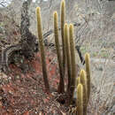 Image of Cleistocactus brookeae Cárdenas