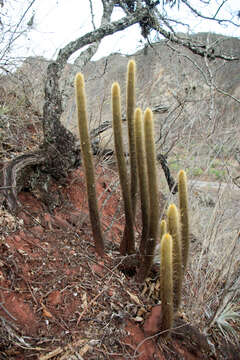 Image of Cleistocactus brookeae Cárdenas