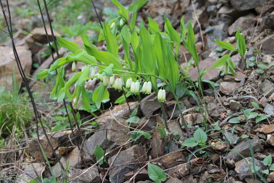 Image of Polygonatum glaberrimum K. Koch