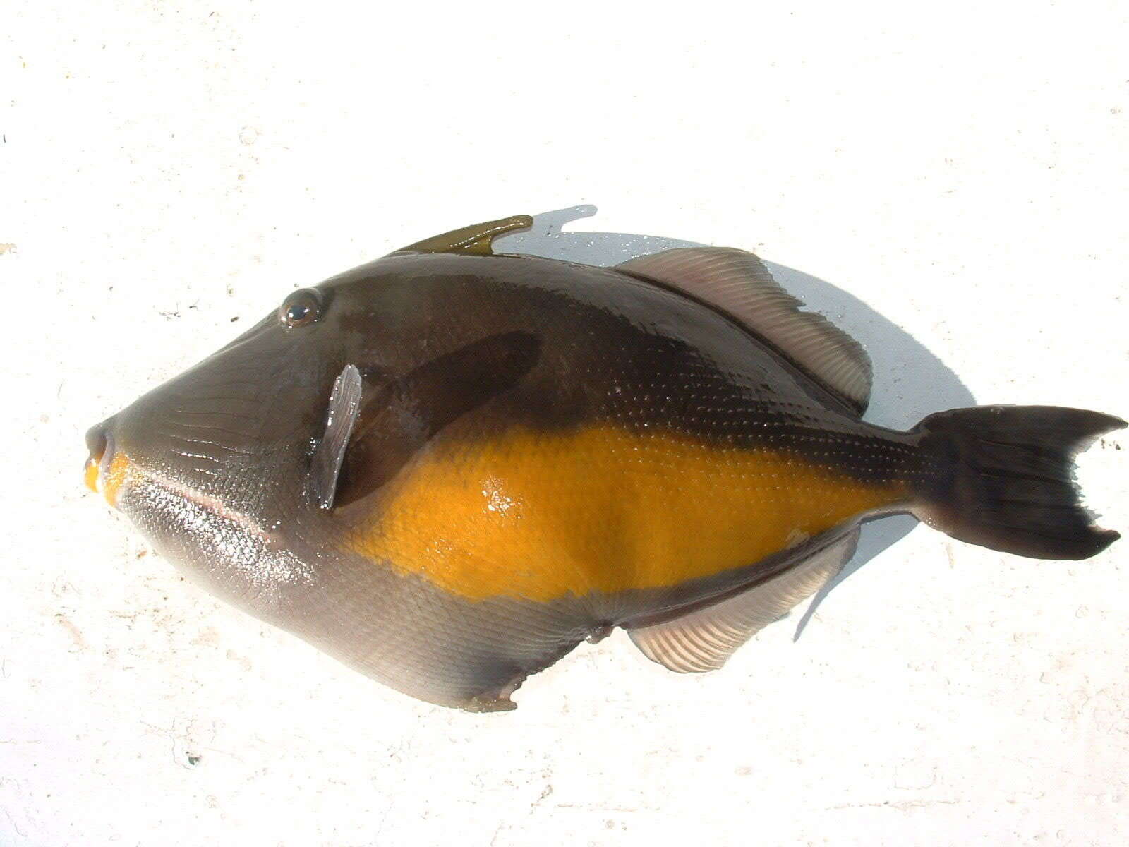 Image of Orangeside Triggerfish