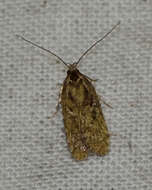 Image of Agonopterix hypericella Hübner 1816