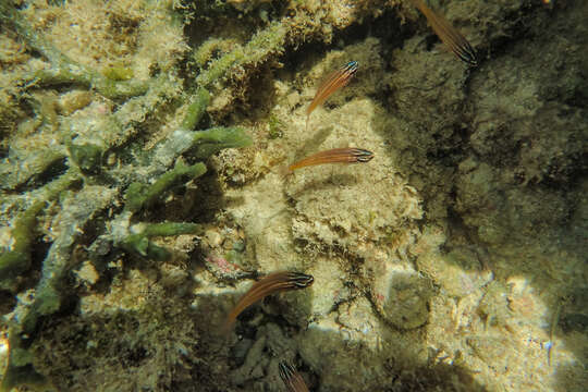 Image of Coral cardinalfish