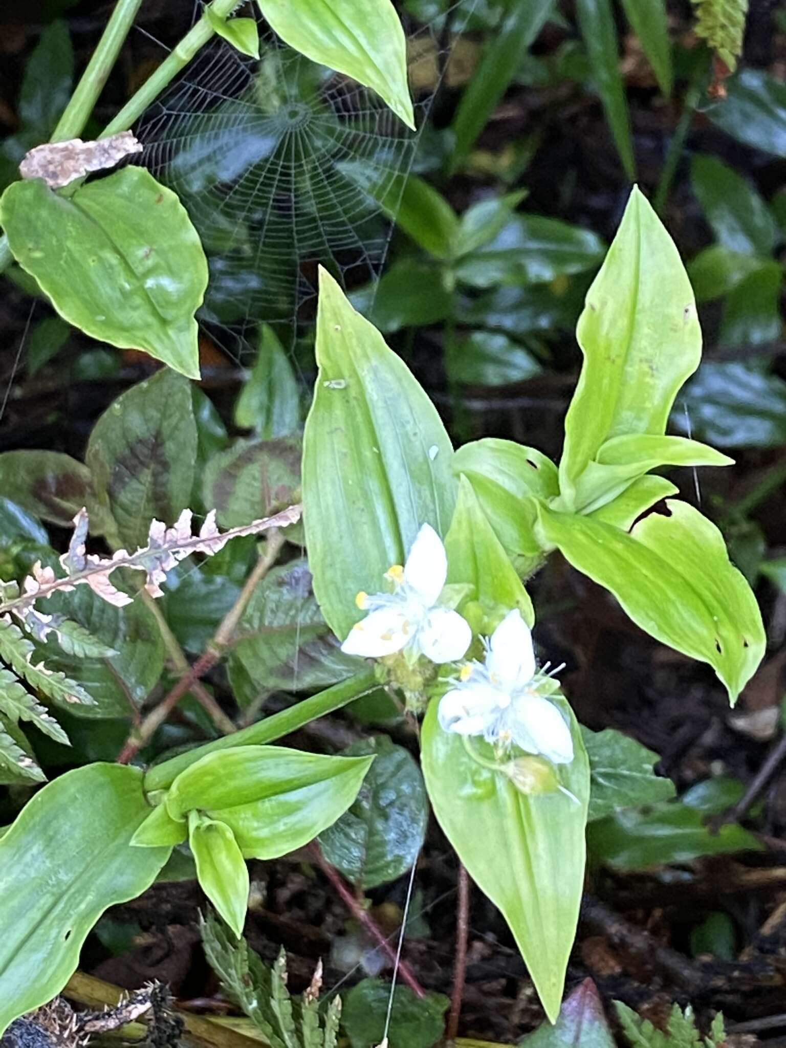 Слика од Tradescantia atlantica M. Pell.