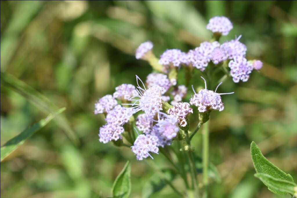 Image of ivyleaf thoroughwort