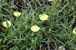 Image of Yellow Hibiscus