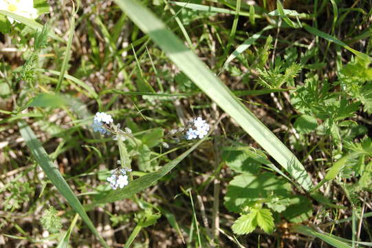 Image of Myosotis alpestris subsp. alpestris