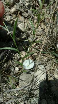 Image of Silver Dwarf-Morning-Glory