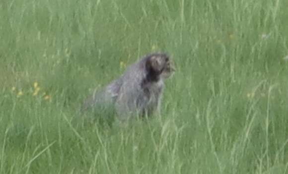 Image of Pallas’s cat