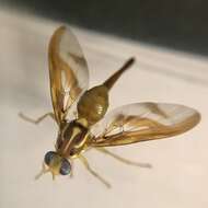 Image of Fruit fly