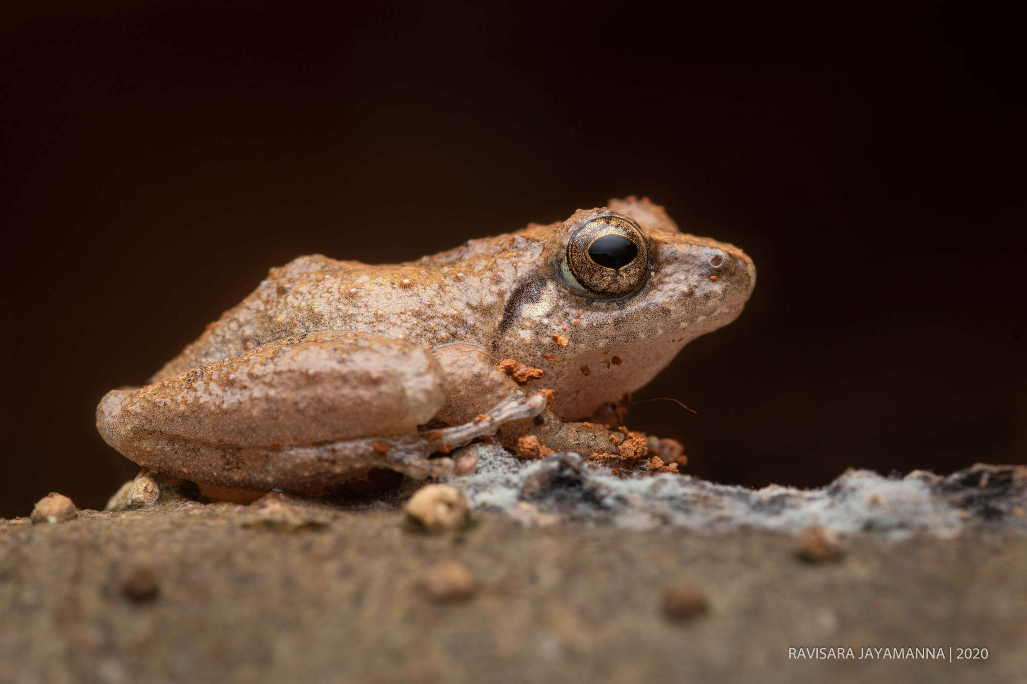 Image of Kandyan shrub frog