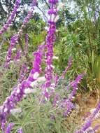 Imagem de Salvia leucantha Cav.