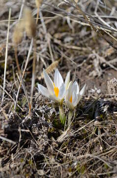 Image of Crocus alatavicus Regel & Semen.