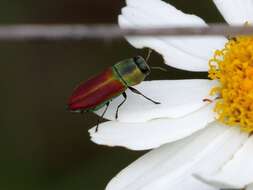 Imagem de Anthaxia cichorii (Olivier 1790)