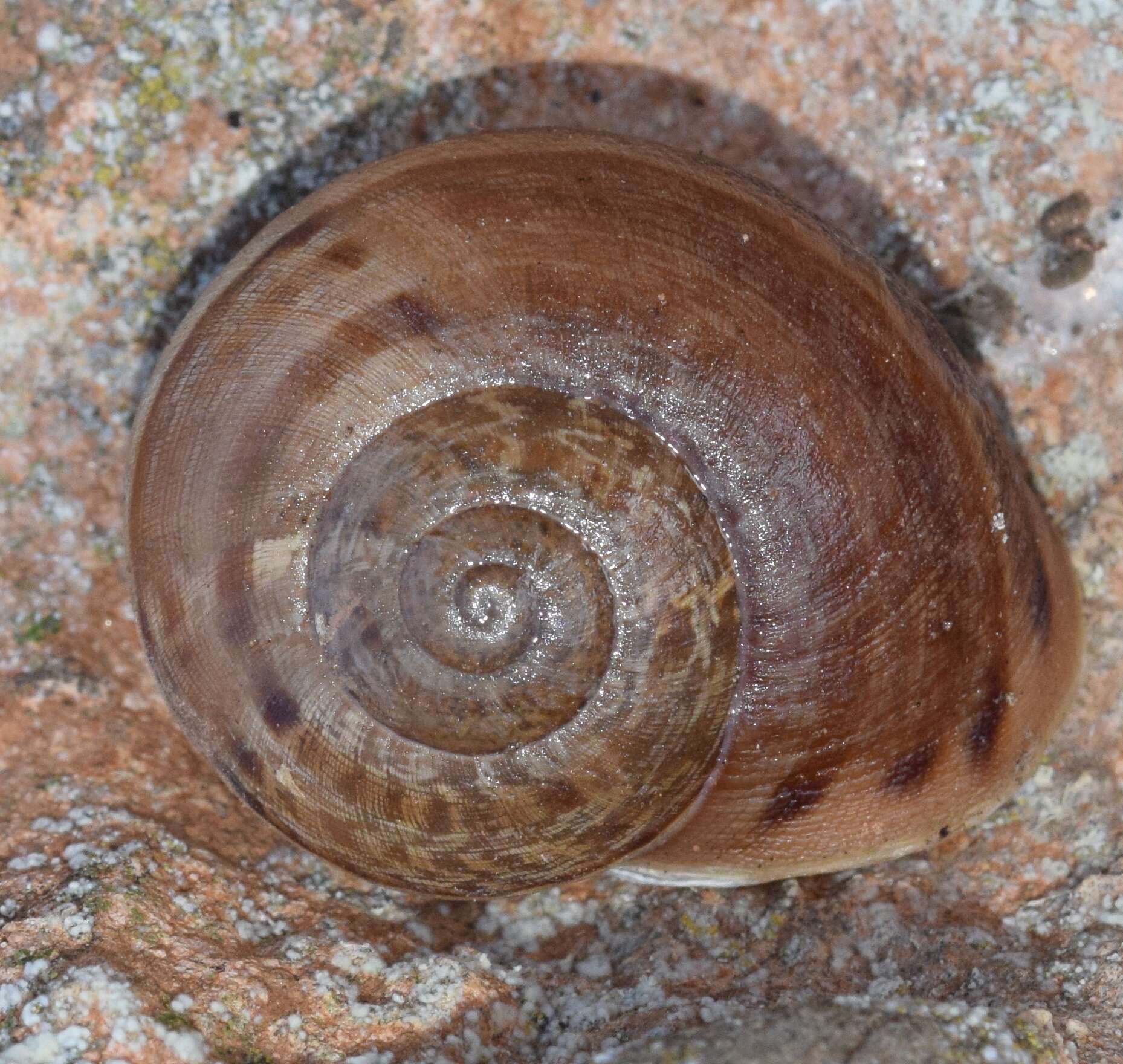 Image of Iberus alonensis (A. Férussac 1821)