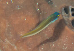 Image of Eyespot coralblenny