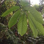 Image of Passiflora arborea Spreng.