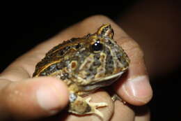 Imagem de Ceratophrys calcarata Boulenger 1890