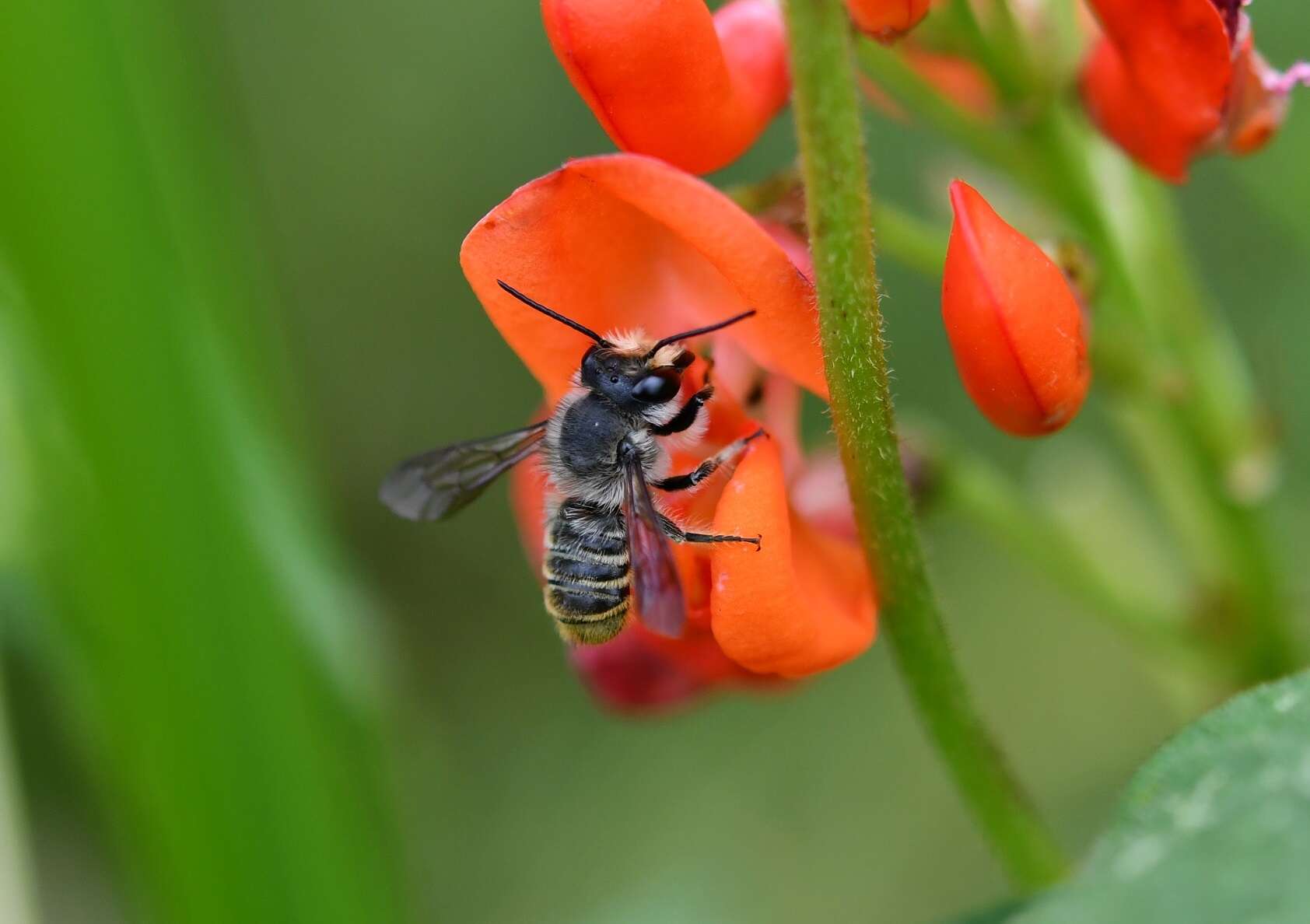 Megachile zapoteca Cresson 1878的圖片