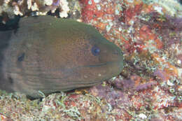 Image of Giant moray