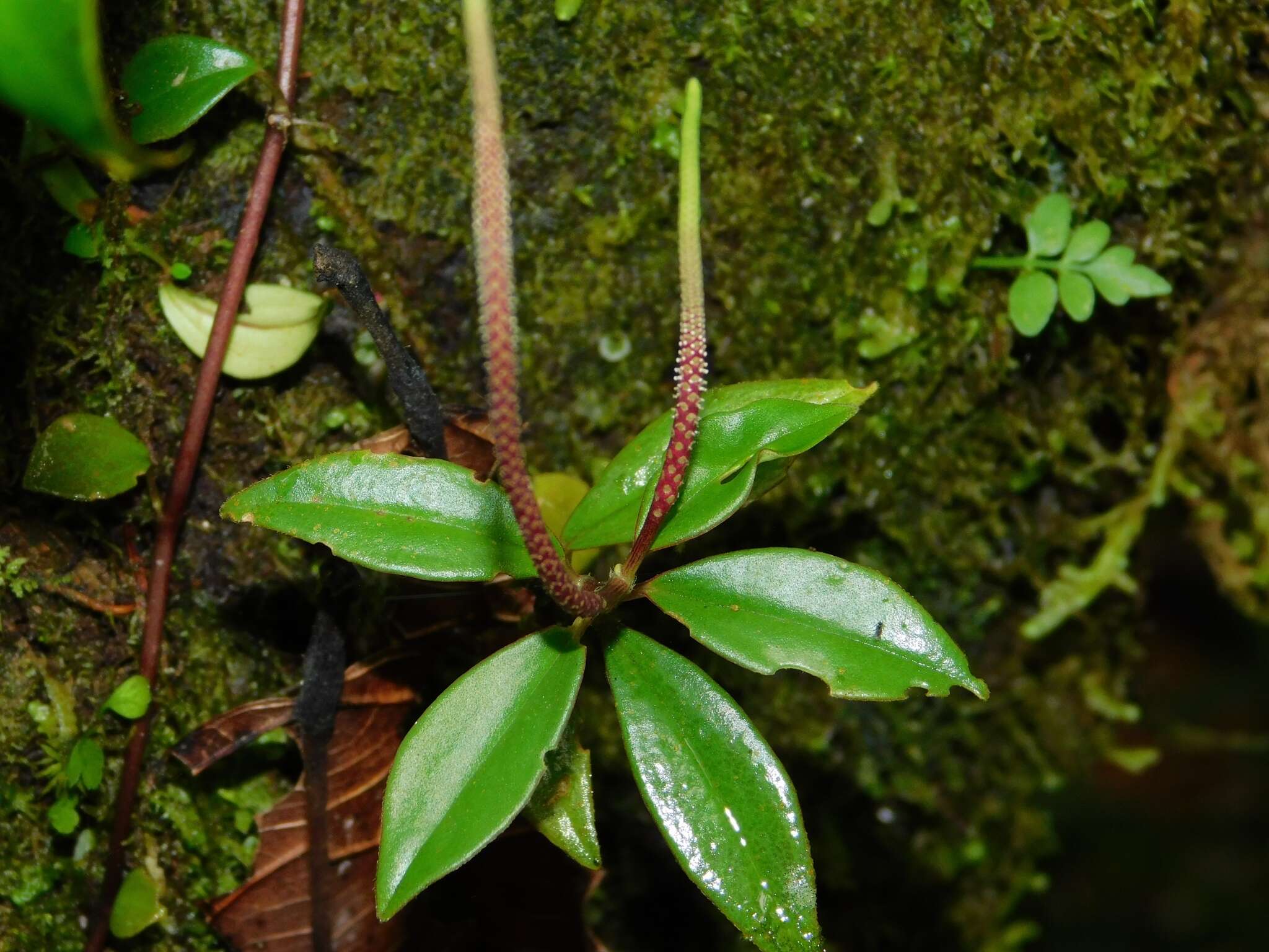 Image of cypress peperomia