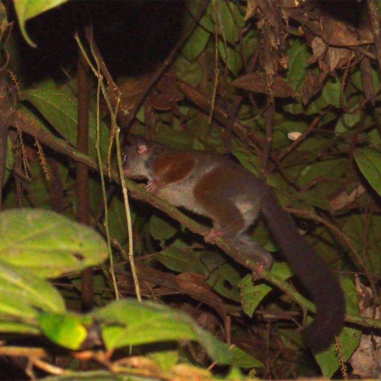 Image of Squirrel galago