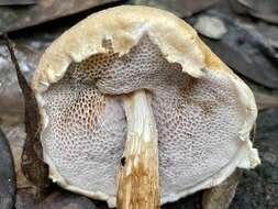 Image of Austroboletus fusisporus (Kawam. ex Imazeki & Hongo) Wolfe 1980