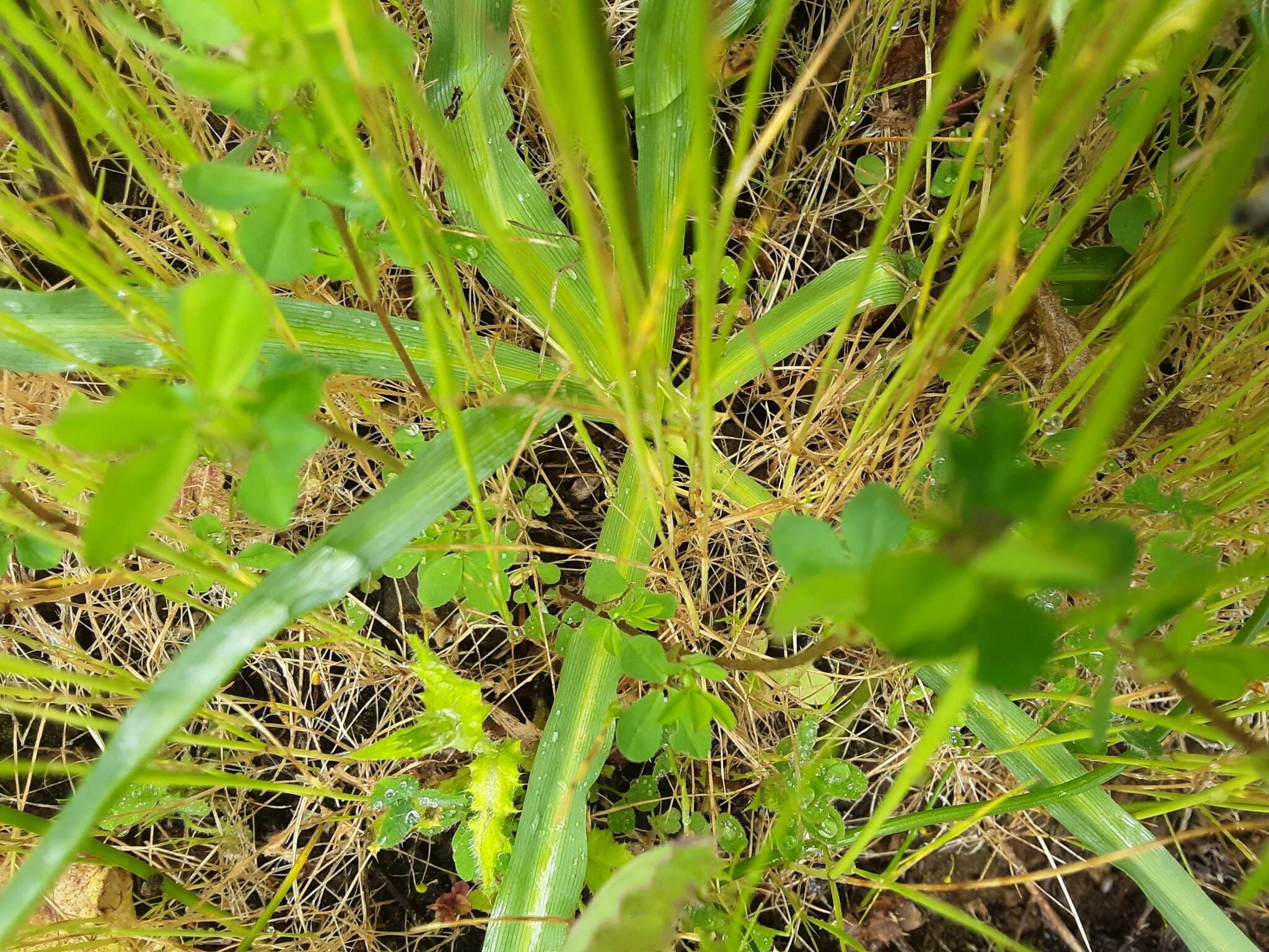 Imagem de Camassia leichtlinii subsp. leichtlinii