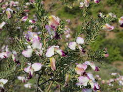 Image of Polygala myrtifolia var. pinifolia (Lam. ex Poir.) J. A. R. Paiva