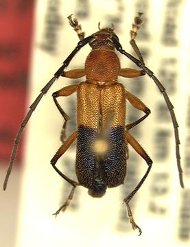 Image of <i>Pseudothonalmus woodleyi</i> Lingafelter, Micheli & Guerrero 2004