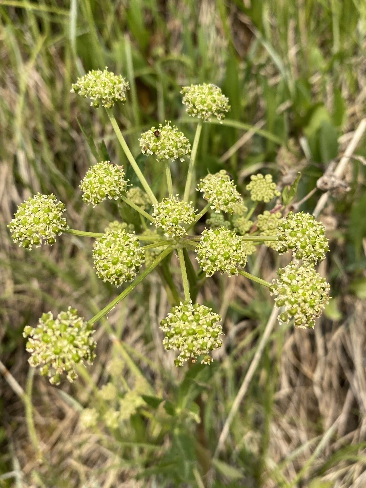 Image of Small-Leaf Angelica