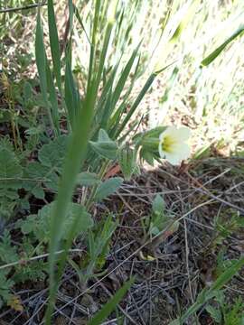 Image of yellow monkswort