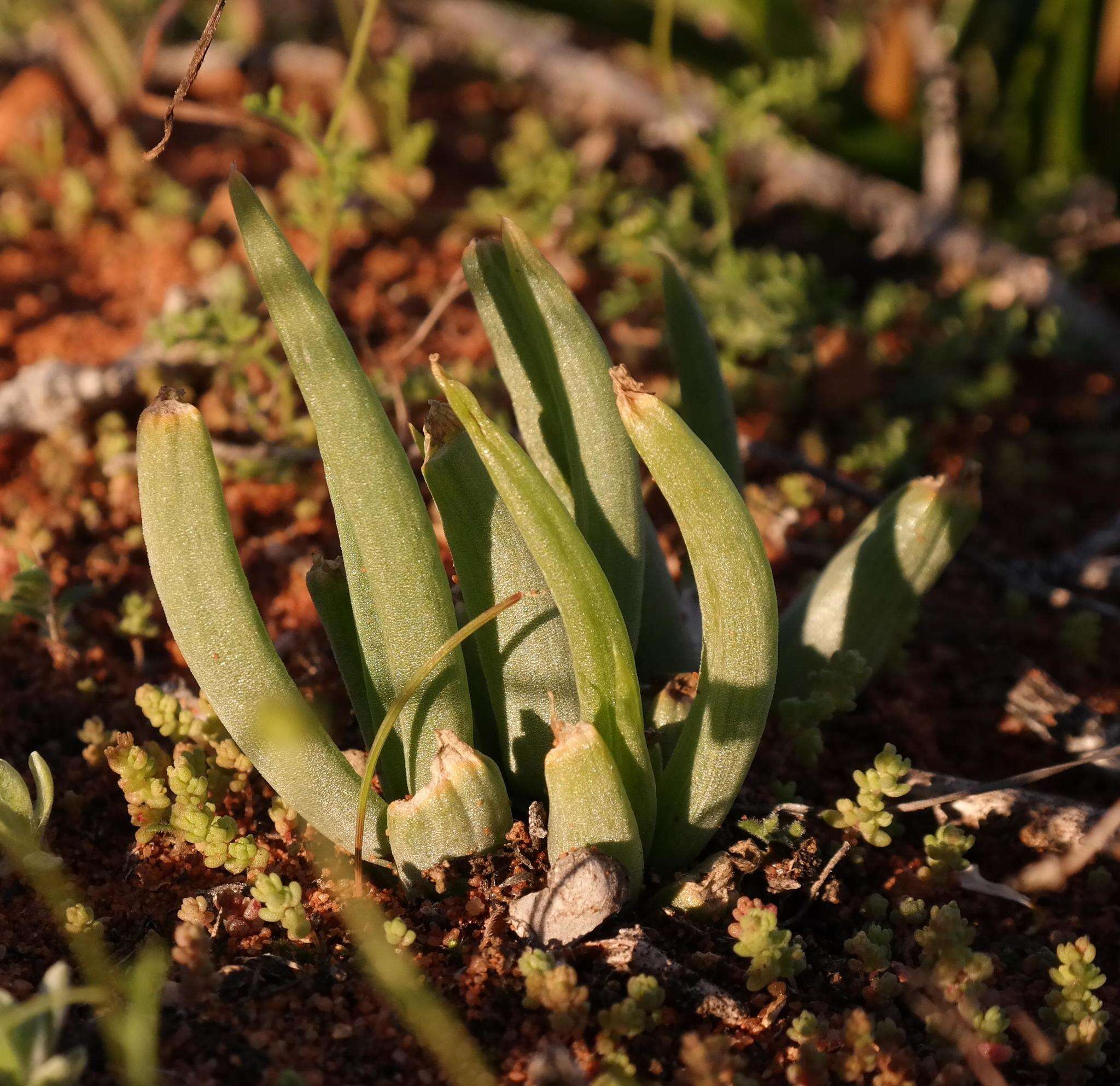 Image of Bulbine wiesei L. I. Hall