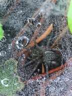 Image of Utah Funnel-web Spider