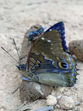 Imagem de Charaxes xiphares ludovici Rousseau-Decelle 1933